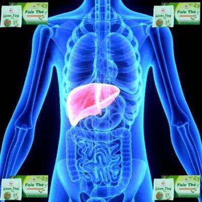 Pack de 20 Thés Nettoyeur de Foie et Anti Hépatite